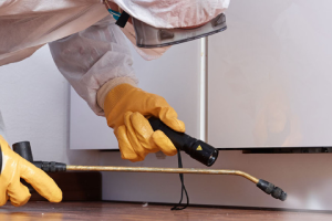 Messie Schädlingsbekämpfung Schwerte